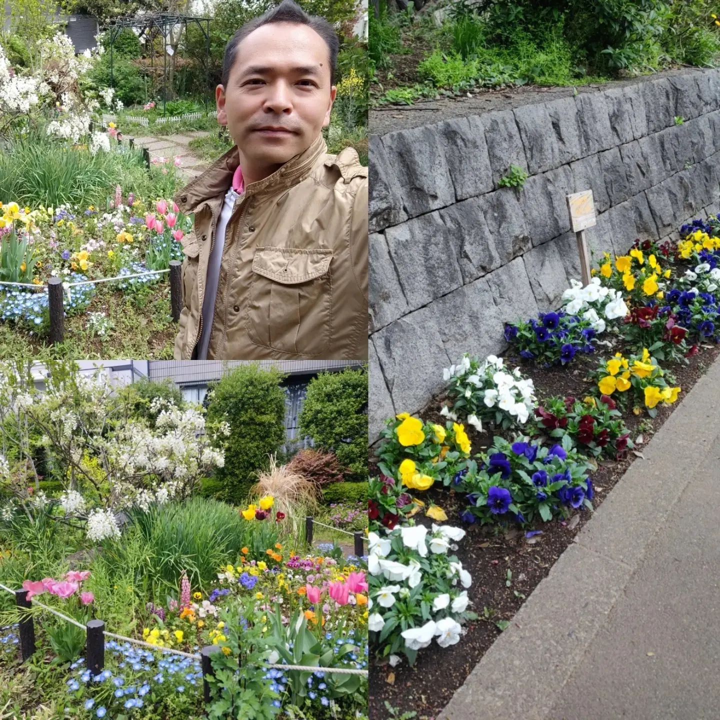 [ 【花壇】今日の碑文谷公園 花の公園と、すずめの仲間 グリーンクラブの花達！いい感じです～ ]